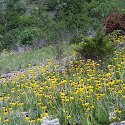 Priority Birds & Habitats